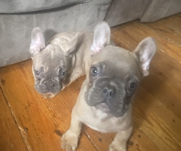 Medium Photo #9 French Bulldog Puppy For Sale in NORRIS CITY, IL, USA