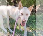 Small #8 Labrador Retriever Mix