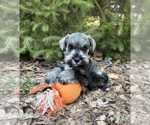 Medium Photo #2 Schnauzer (Miniature) Puppy For Sale in MIDDLEBURY, IN, USA