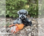 Small #1 Schnauzer (Miniature)