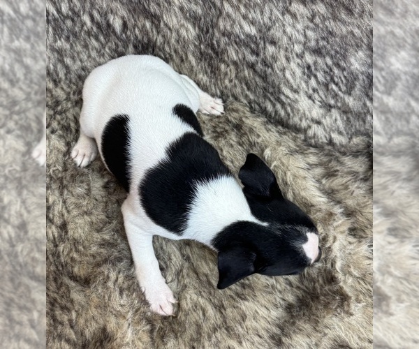 Medium Photo #6 Rat Terrier Puppy For Sale in WHITAKERS, NC, USA