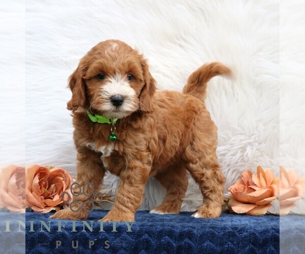 Medium Photo #1 Goldendoodle (Miniature) Puppy For Sale in LEOLA, PA, USA