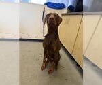 Small Doberman Pinscher