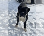 Small Photo #1 Boxer Puppy For Sale in CONROE, TX, USA