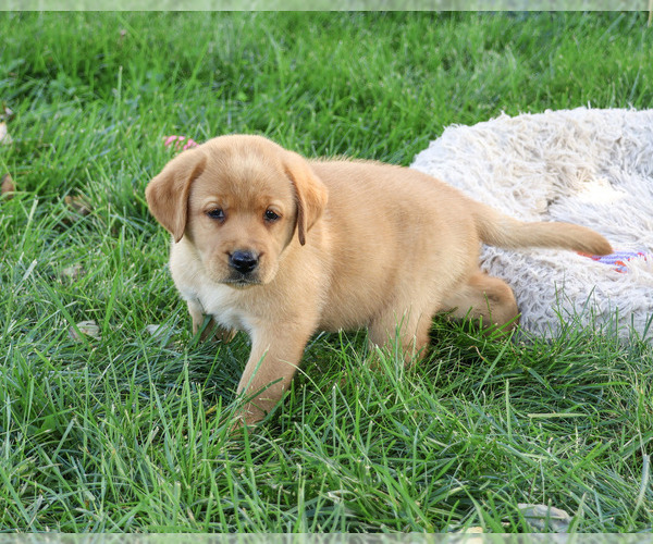 Medium Photo #2 Labrador Retriever Puppy For Sale in SYRACUSE, IN, USA