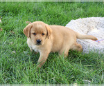 Small #1 Labrador Retriever