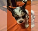 Puppy Puppy 3 Biewer Yorkie