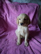 Small Photo #3 Goldendoodle Puppy For Sale in DAVENPORT, FL, USA