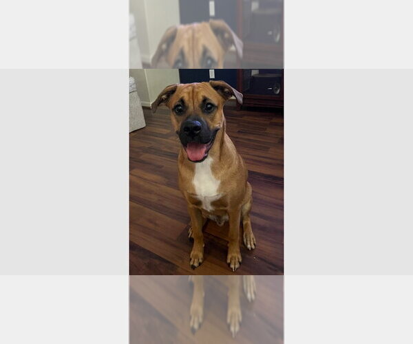 Medium Photo #8 Boxer Puppy For Sale in Austin, TX, USA