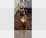 Small #7 Boxer