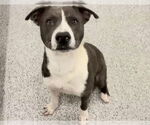 Small #1 Staffordshire Bull Terrier
