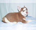 Small Photo #2 Siberian Husky Puppy For Sale in PATERSON, NJ, USA