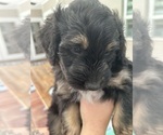 Small Photo #63 Aussiedoodle Puppy For Sale in LONGWOOD, FL, USA