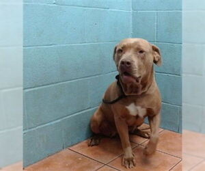 Medium American Pit Bull Terrier