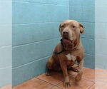 Small American Pit Bull Terrier