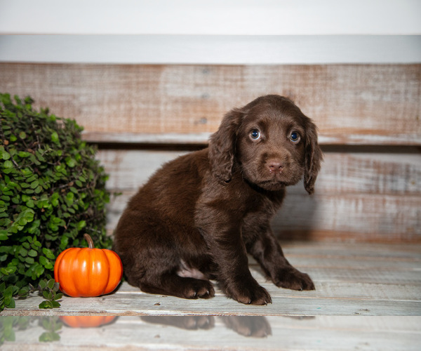 Medium Photo #10 Cocker Spaniel Puppy For Sale in SHREVE, OH, USA