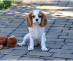 Khalil - Male Cavalier King Charles Spaniel Puppy for Sale - Photo #3