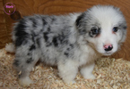 Small Photo #7 Border Collie Puppy For Sale in WHITE SALMON, WA, USA