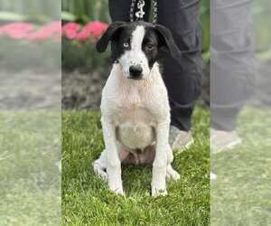 Border Collie-Unknown Mix Dogs for adoption in Batavia, NY, USA