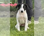 Small Border Collie Mix