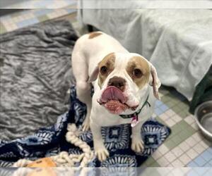 American Bulldog Dogs for adoption in Fort Collins, CO, USA