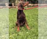 Small #1 Doberman Pinscher