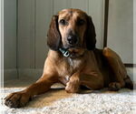 Small #5 Mutt
