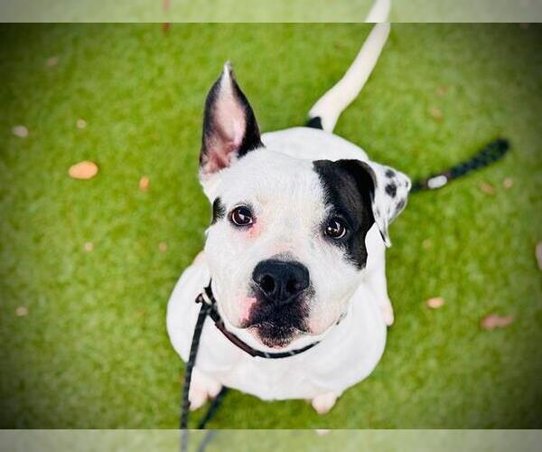 Medium Photo #2 Mutt Puppy For Sale in Orlando, FL, USA