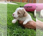 Puppy Buckingham Poodle (Miniature)
