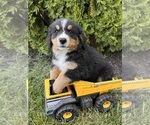 Image preview for Ad Listing. Nickname: Franklin