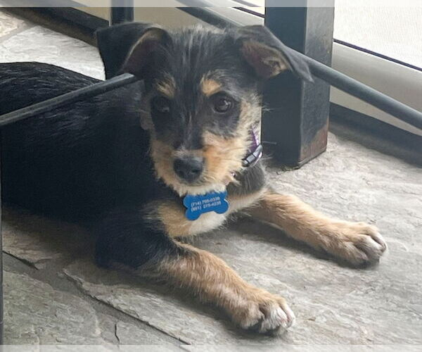 Medium Photo #8 Mutt Puppy For Sale in Corona, CA, USA