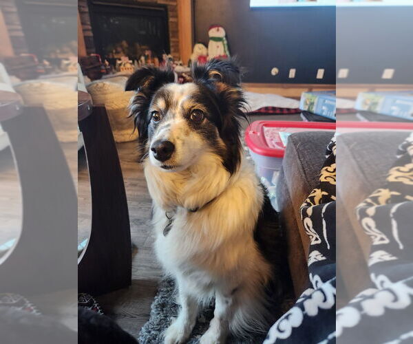 Medium Photo #3 Australian Shepherd Puppy For Sale in Salt Lake City, UT, USA