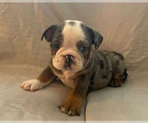 English Bulldog Puppy for sale in JOHNS ISLAND, SC, USA