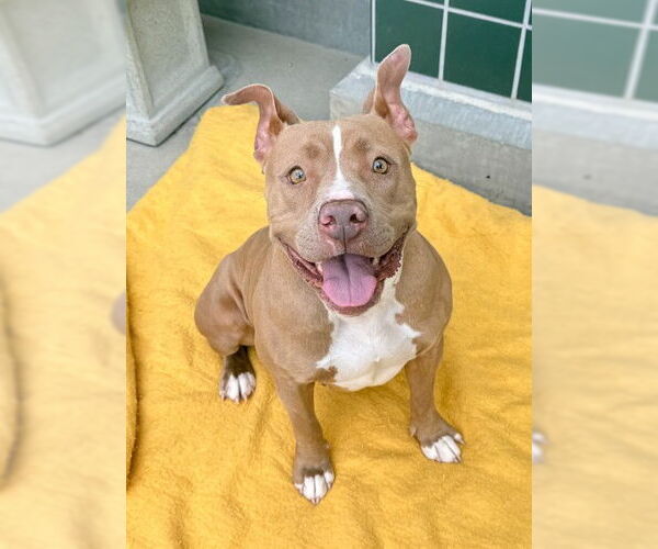 Medium Photo #2 Mutt Puppy For Sale in Rancho Cucamonga, CA, USA