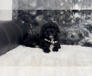 Cavapoo Puppy for sale in CAMPBELLSVILLE, KY, USA