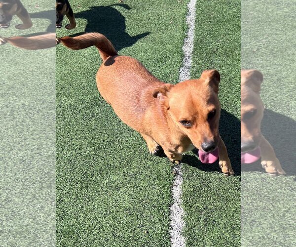 Medium Photo #5 Dachshund-Unknown Mix Puppy For Sale in La Verne, CA, USA