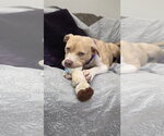 Small #3 American Pit Bull Terrier Mix
