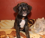 Small Photo #4 Boxer Puppy For Sale in OSHKOSH, WI, USA