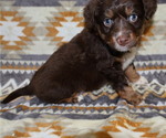 Small #1 Miniature Australian Shepherd