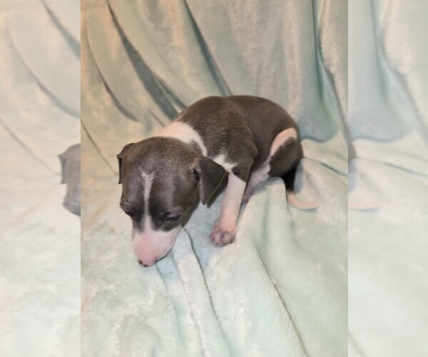 Medium Photo #3 Italian Greyhound Puppy For Sale in NESBIT, MS, USA
