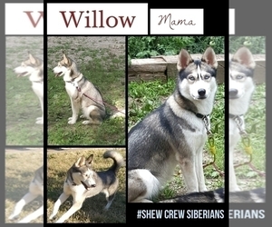 Mother of the Siberian Husky puppies born on 09/29/2020