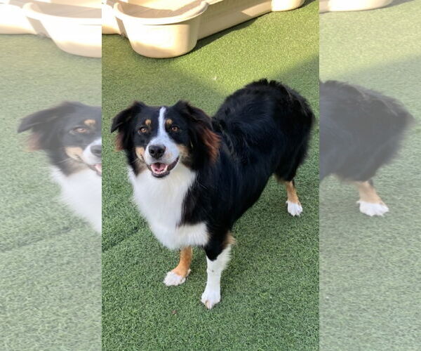 Medium Photo #1 Australian Shepherd Puppy For Sale in Valrico, FL, USA