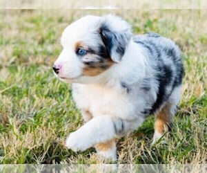 Miniature Australian Shepherd Puppy for sale in OWASSO, OK, USA