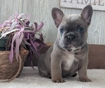 Small #2 French Bulldog