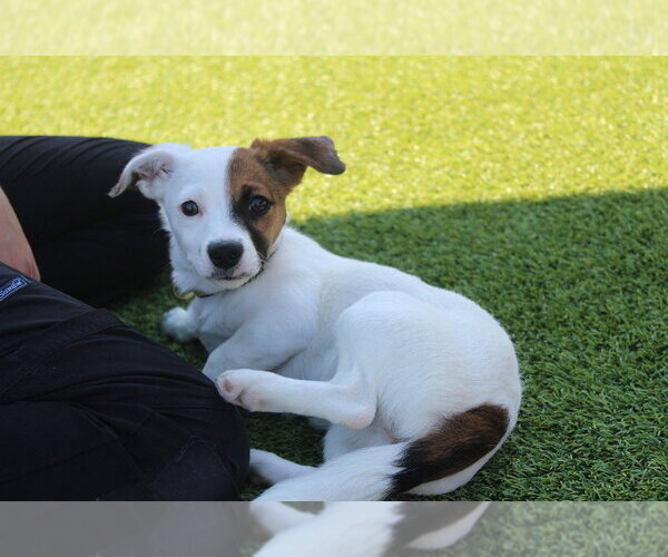 Medium Photo #2 Jack Russell Terrier-Unknown Mix Puppy For Sale in Chestertown, MD, USA