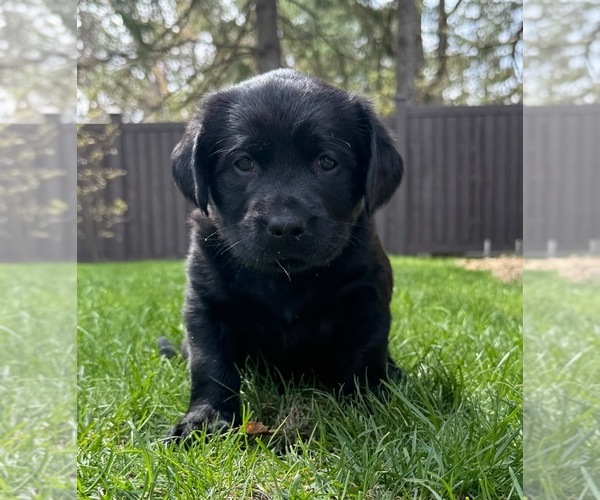 Medium Photo #1 Golden Labrador Puppy For Sale in PULASKI, WI, USA