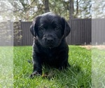 Small Golden Labrador