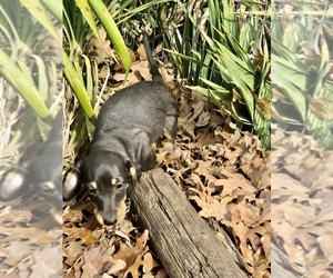 Dachshund Puppy for sale in BENNINGTON, OK, USA
