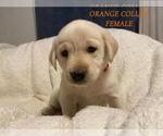 Puppy Orange Collar Labrador Retriever