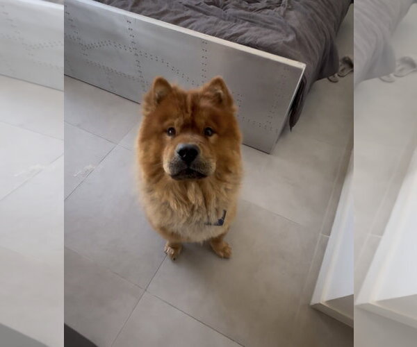 Medium Photo #1 Chow Chow Puppy For Sale in Miami, FL, USA